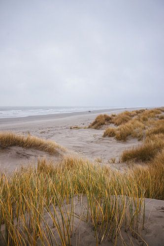 dunes, schiermonnikoog