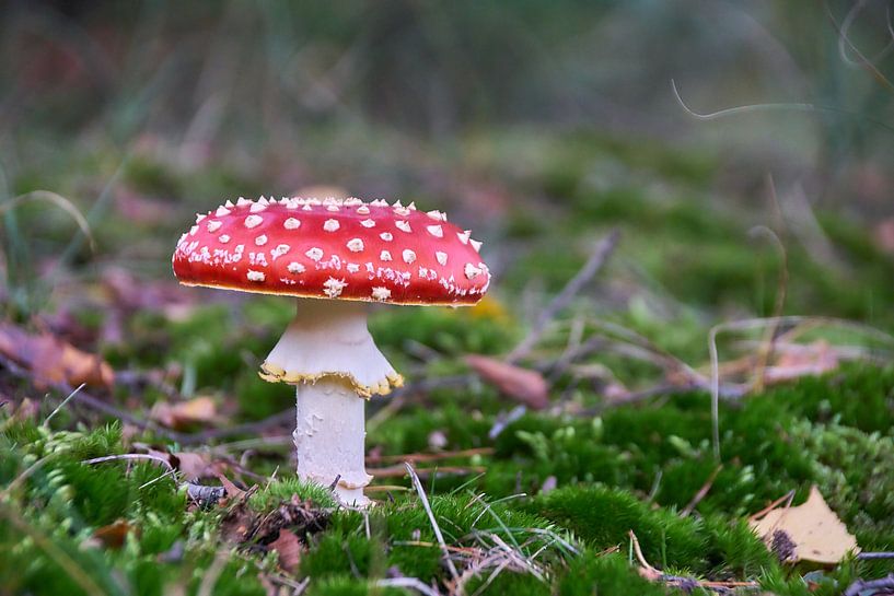 Gélose aux mouches par Ad Jekel