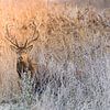 Cerfs rouges en hiver Oostvaardersplassen sur John Stijnman