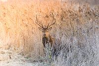 Edelhert in de winter Oostvaardersplassen