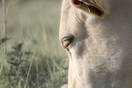 Zachte aandacht van Niwo Photography