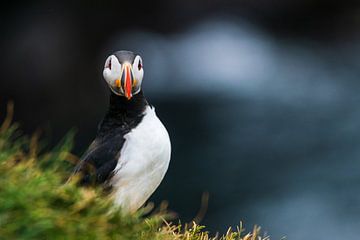 Puffin on a cliff (2) by Manon Verijdt