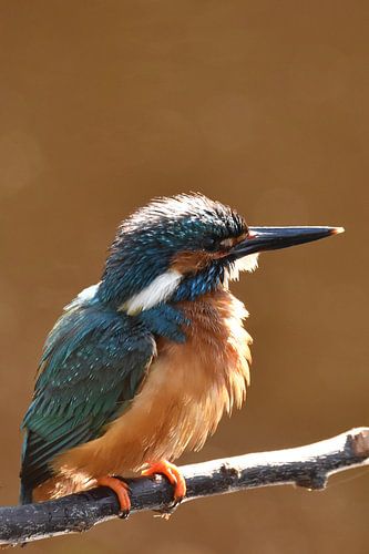 IJsvogel op tak met oranje achtergrond