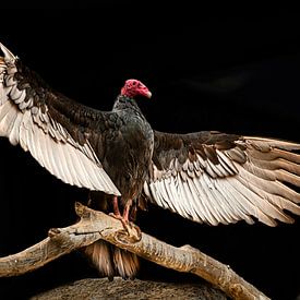 Majestic Vulture with Spread Wings against Black Background by Paul de Kok