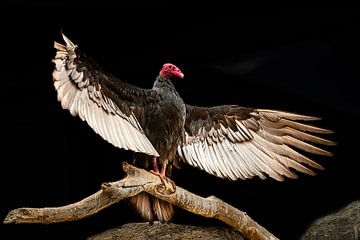 Majestueuze Gier met Gespreide Vleugels tegen Zwarte Achtergrond van Paul de Kok