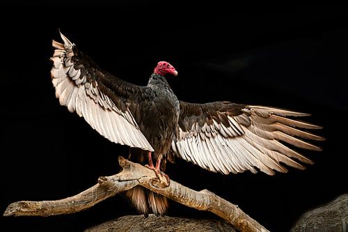 Majestätischer Geier mit ausgebreiteten Flügeln vor schwarzem Hintergrund