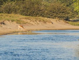 drinking deer by Andre Bolhoeve