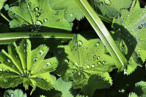 Verse regendruppels op een close-up van een groen blad