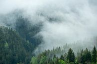 Wolken boven het bos in de Zgornje Jezersko vallei van Sjoerd van der Wal Fotografie thumbnail