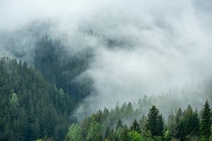 Wolken über dem Wald im Tal von Zgornje Jezersko
