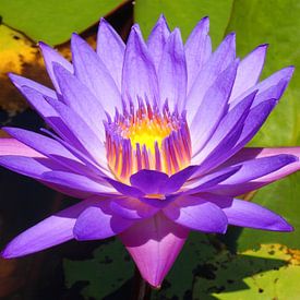 Purple lotus with light in it by Mireille Zoet
