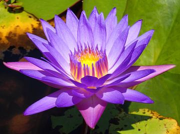 Paarse lotusbloem met licht in de kern van Mireille Zoet