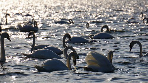 Swans in a group on the water with shimmering sunlight.
