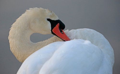 Cygne tuberculé