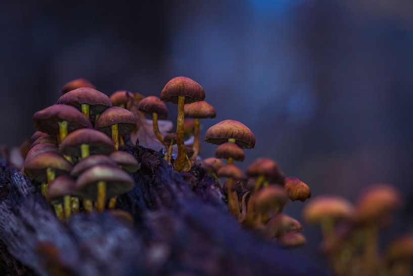 bleu et marron par peterheinspictures