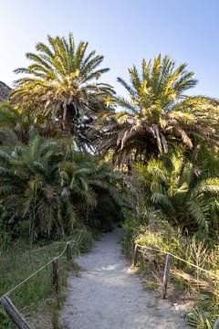 Palmbomenbos in Preveli, Kreta | Reisfotografie van Kelsey van den Bosch