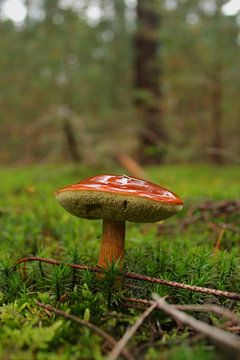 Herbst in den Niederlanden