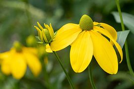 Fallschirm-Sonnenhut, Rudbeckia nitida