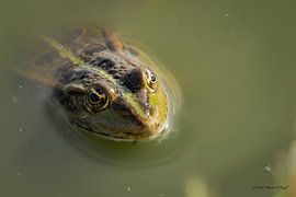 Green frog by Iwan van den Hooff