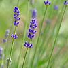 Lavendel (Lavande) van Caroline Lichthart
