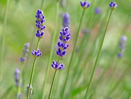 Lavendel (Lavande)