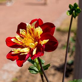 Fleur dans un jardin de fleurs allemand sur Yannick uit den Boogaard