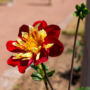 Blume im deutschen Blumengarten