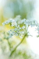 White flower
