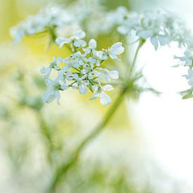 Witte bloem van Hilde Landhuis