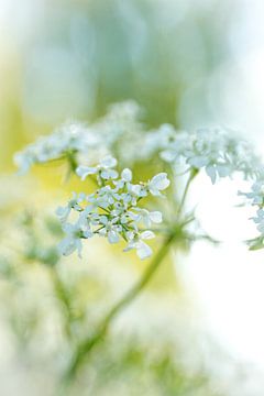 Witte bloem van Hilde Landhuis