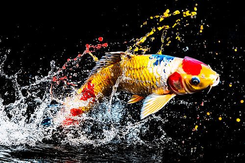Springende kleurrijke koi-karper