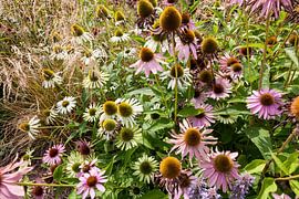 flowers in the summer garden