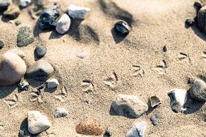 Traces dans le sable