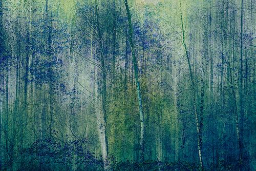 Forest at night