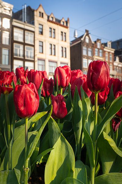 Bloeiende tulpen aan de Damrak in Amsterdam von Thea.Photo