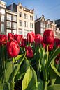 Bloeiende tulpen aan de Damrak in Amsterdam von Thea.Photo Miniaturansicht