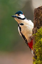 Specht speelt kiekeboe van Arie Jan van Termeij