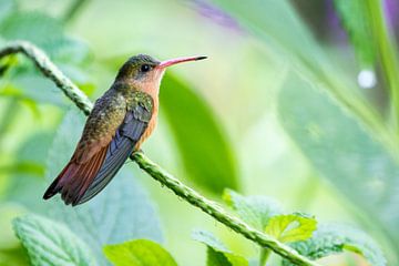 Cinnamon Hummingbird by RobJansenphotography