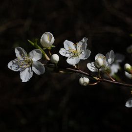 Blüte von Nienke Planken