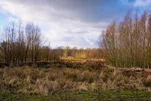 The Broekpolder in Vlaardingen in the winter
