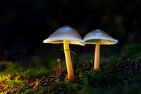 Glowing mushrooms