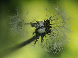 Löwenzahn - Pusteblume