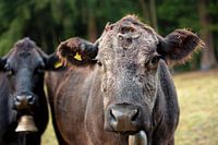 Cattle in the forest