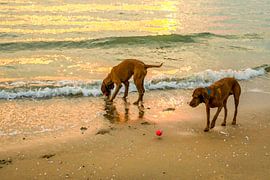 Wanna Play 2 sur Alie Ekkelenkamp