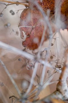 Macro (close-up) van abstracte herfst natuur met herfstbladeren van John Quendag