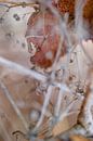 Macro (close-up) van abstracte herfst natuur met herfstbladeren van John Quendag thumbnail