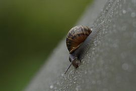 Slak by Peter Vlasveld