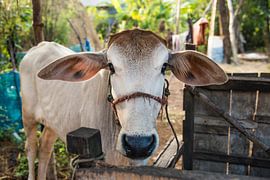 Holy cow van Frank Alberti