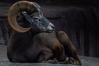 Bighorn Sheep