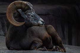 Bighorn Sheep by Evi Willemsen